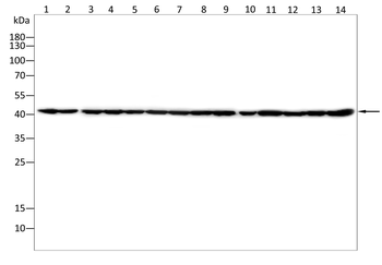 Il6 Antibody
