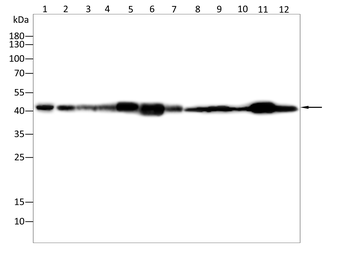 Il6 Antibody