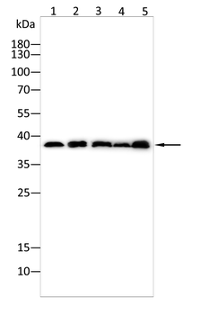 Il6 Antibody