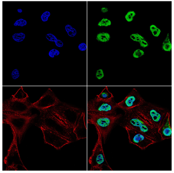 EOMES Antibody