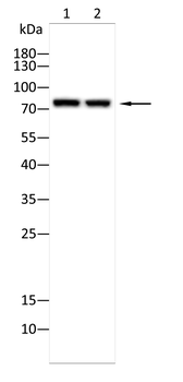 EOMES Antibody