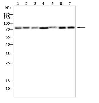 EOMES Antibody