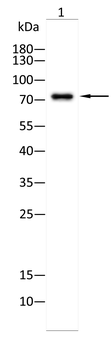EOMES Antibody