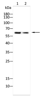 ZFP91 Antibody