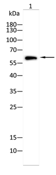 ZFP91 Antibody