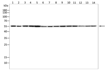IL1R1 Antibody
