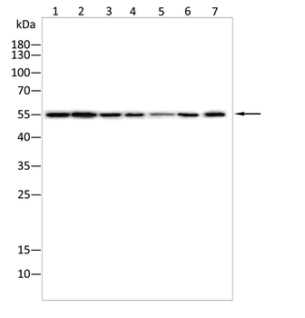 IL1R1 Antibody