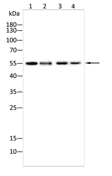 IL1R1 Antibody