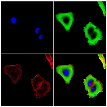 ANAPC10 Antibody