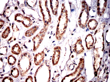 ANAPC10 Antibody