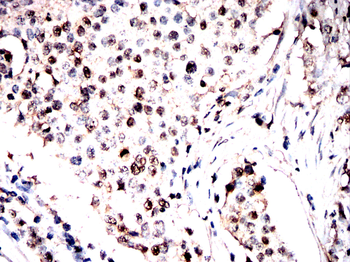 ANAPC10 Antibody
