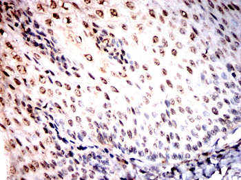 ANAPC10 Antibody