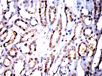 ANAPC10 Antibody