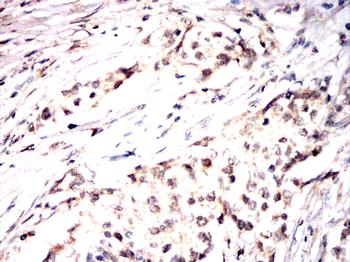 ANAPC10 Antibody