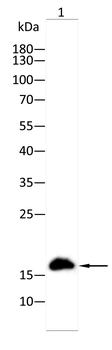 ANAPC10 Antibody