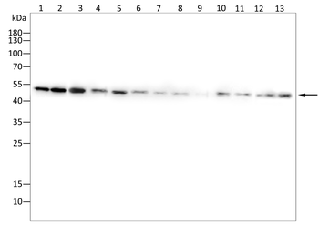 P2RX7 Antibody