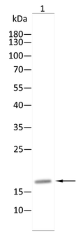 IGLC2 Antibody