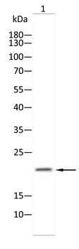 IGLC2 Antibody