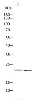 DEFA1 Antibody