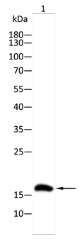 DEFA1 Antibody