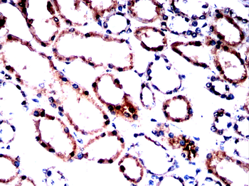XDH Antibody