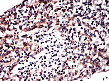 XDH Antibody