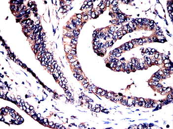 XDH Antibody