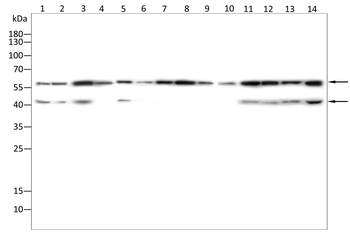 NFIB Antibody