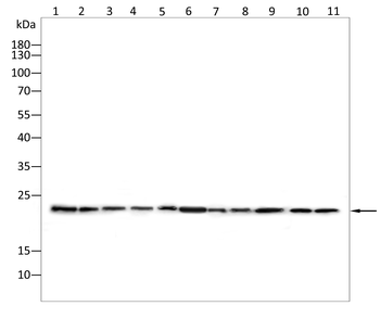 PRDX2 Antibody