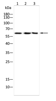 ALDH4A1 Antibody