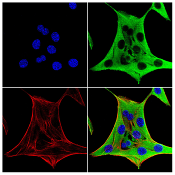 CELF1 Antibody
