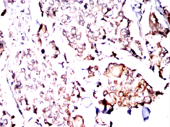 CELF1 Antibody