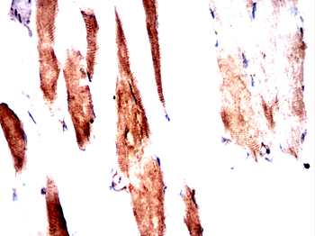 CELF1 Antibody