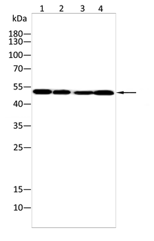 CELF1 Antibody