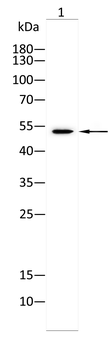 CELF1 Antibody