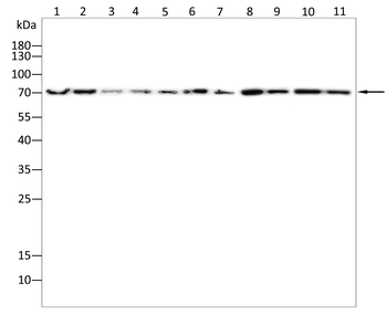 ZSCAN4 Antibody