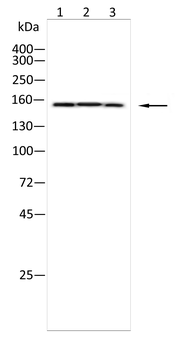 KDM2B Antibody
