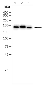 KDM2B Antibody