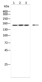 KDM2B Antibody
