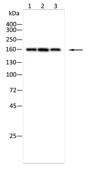 BCR Antibody