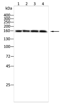 BCR Antibody