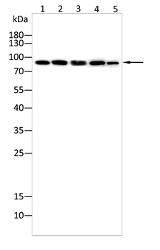 UHRF1 Antibody