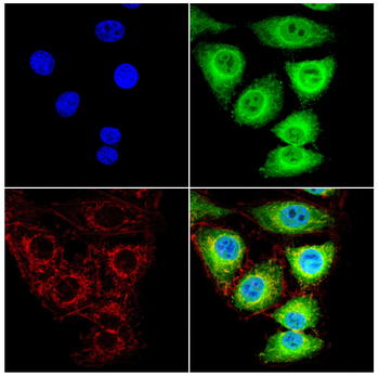 DDX1 Antibody