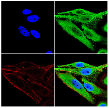 DDX1 Antibody