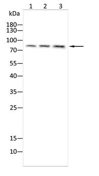 DDX1 Antibody