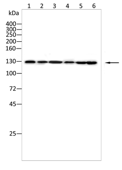 SMARCA1 Antibody