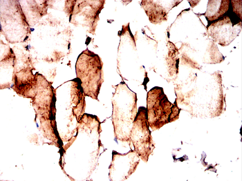 TFAP2C Antibody