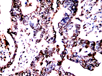TFAP2C Antibody