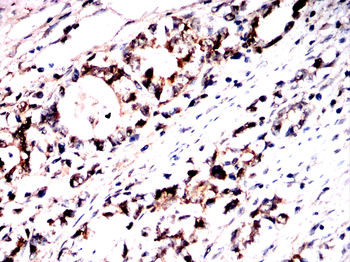 TFAP2C Antibody