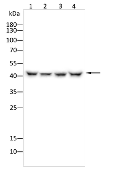 TFAP2C Antibody